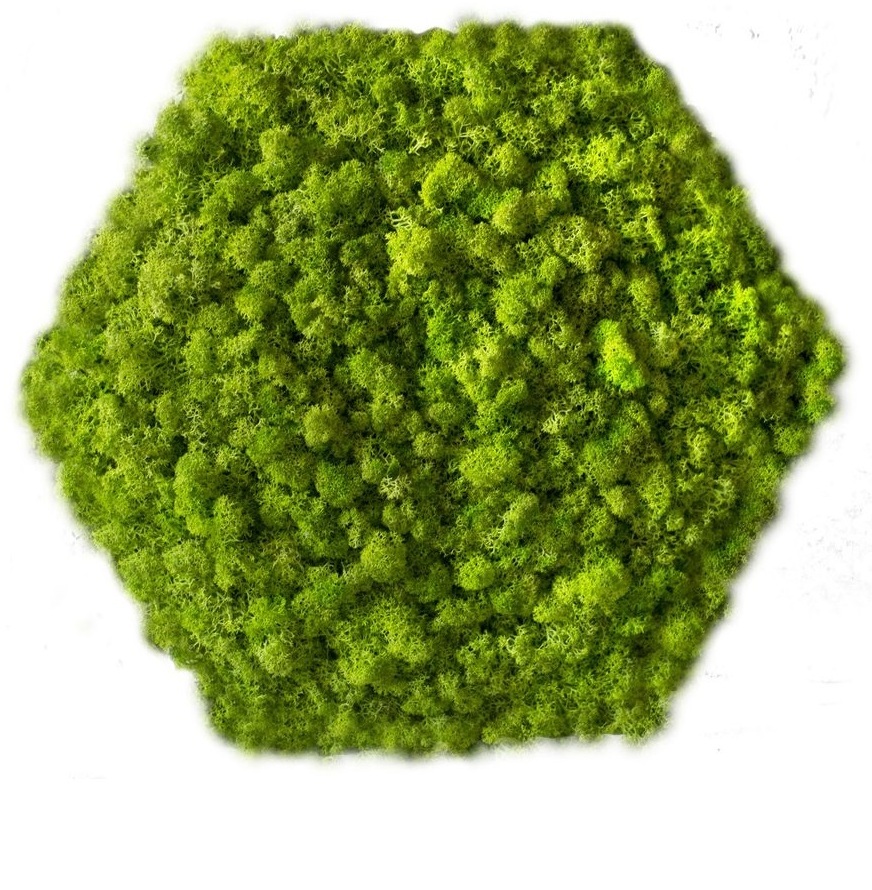 Мох на сетке "Сота"