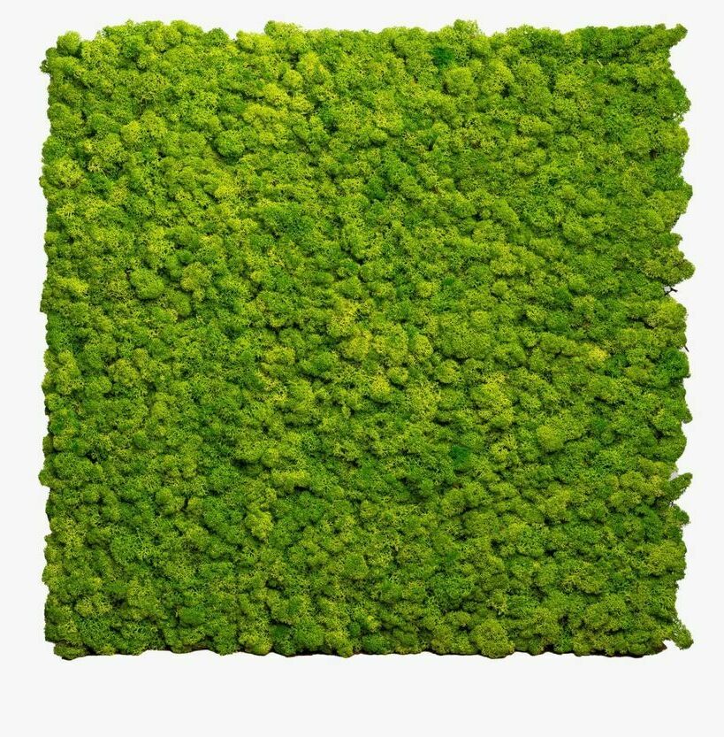 Мох на сетке "Квадрат"