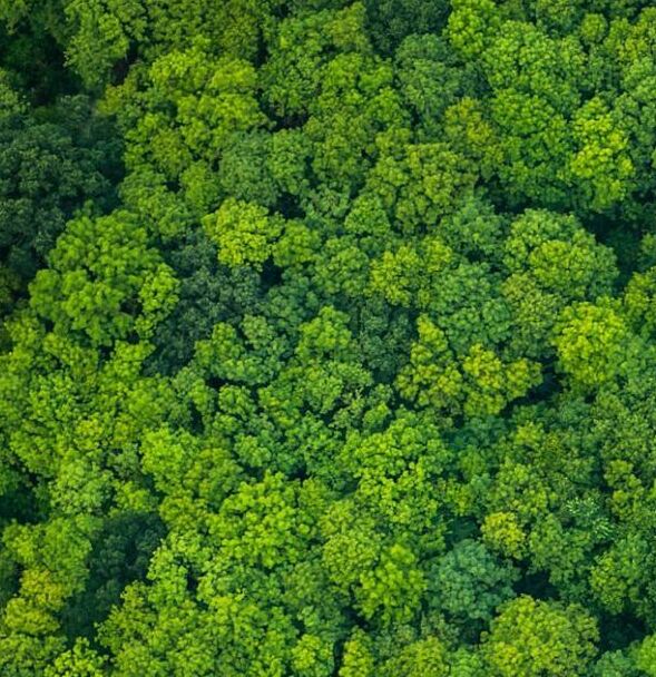 Мох стабилизированный